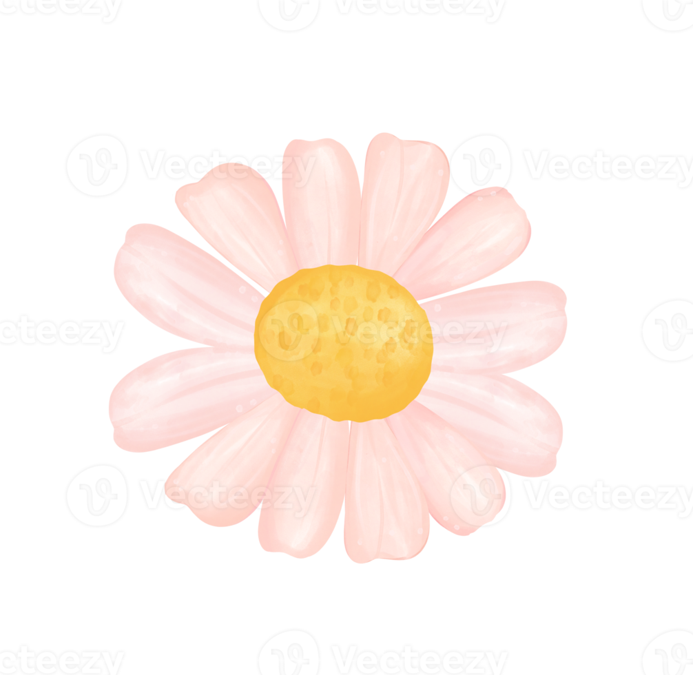 söt daisy blomma vattenfärg illustration png