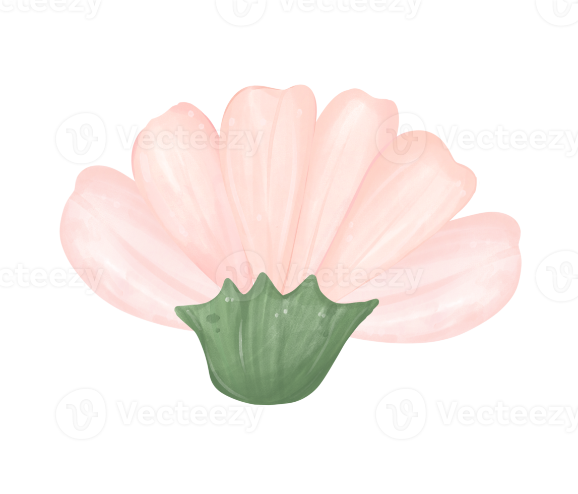 schattig madeliefje bloem waterverf illustratie png