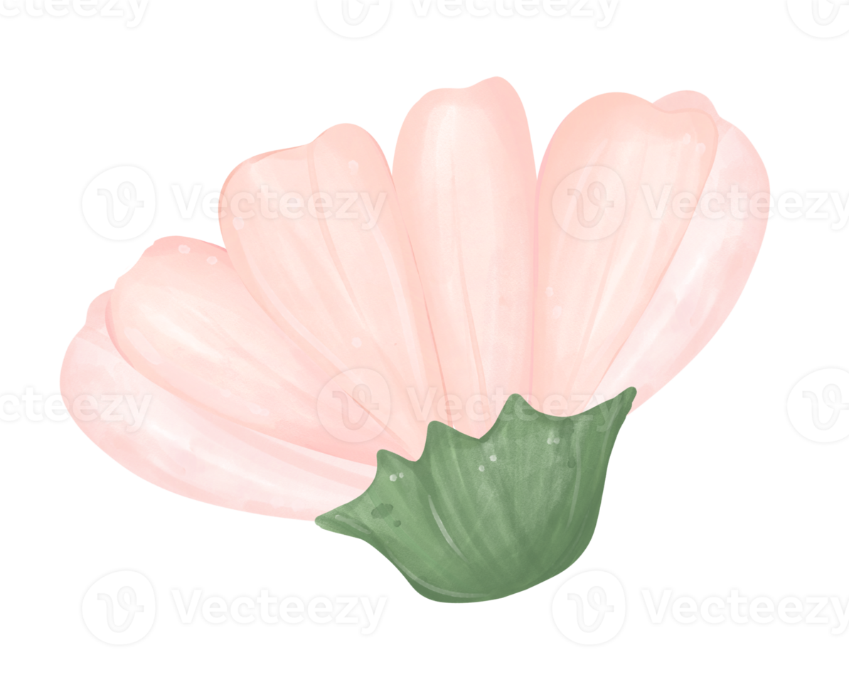 cute daisy flower watercolour illustration png