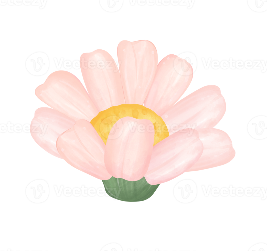 cute daisy flower watercolour illustration png