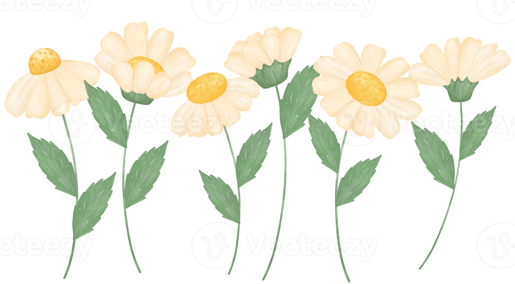 cute daisy flower watercolour illustration png