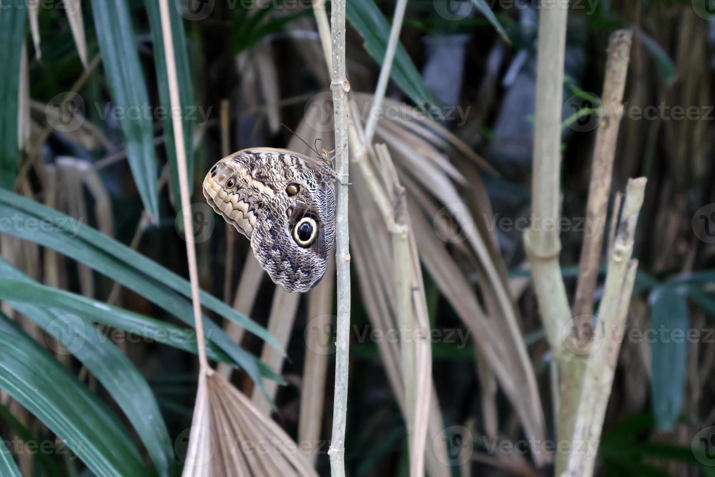 butterfly on a branch. Blurred background. photo