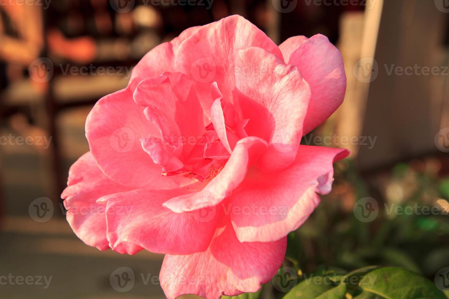 Las rosas de color rosa claro plantadas frente a la casa para decorar el jardín delantero para que sean hermosas, cálidas y románticas son importantes en el día de San Valentín y los festivales. foto