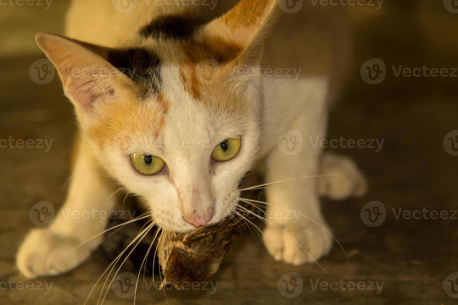 A wild cat is eating sparrows as a predator with sparkling eyes and