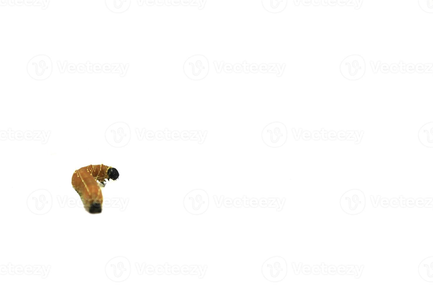 large yellow caterpillar is growing ready to be a beautiful butterfly on a white background, photographed at close range, showing the caterpillars in detail with an external flash for clarity. photo