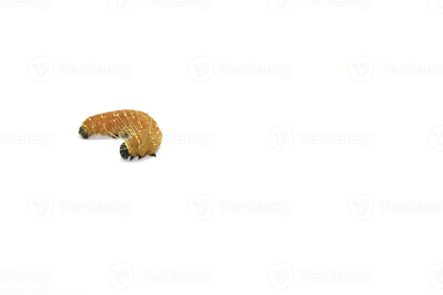 large yellow caterpillar is growing ready to be a beautiful butterfly on a white background, photographed at close range, showing the caterpillars in detail with an external flash for clarity. photo
