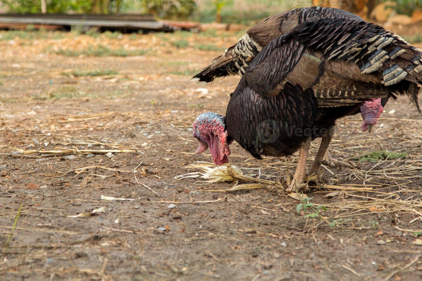 Two turkeys are searching for food on the ground that is inhabited by worms and insects. Is a lovely image in a rural area of Thailand photo