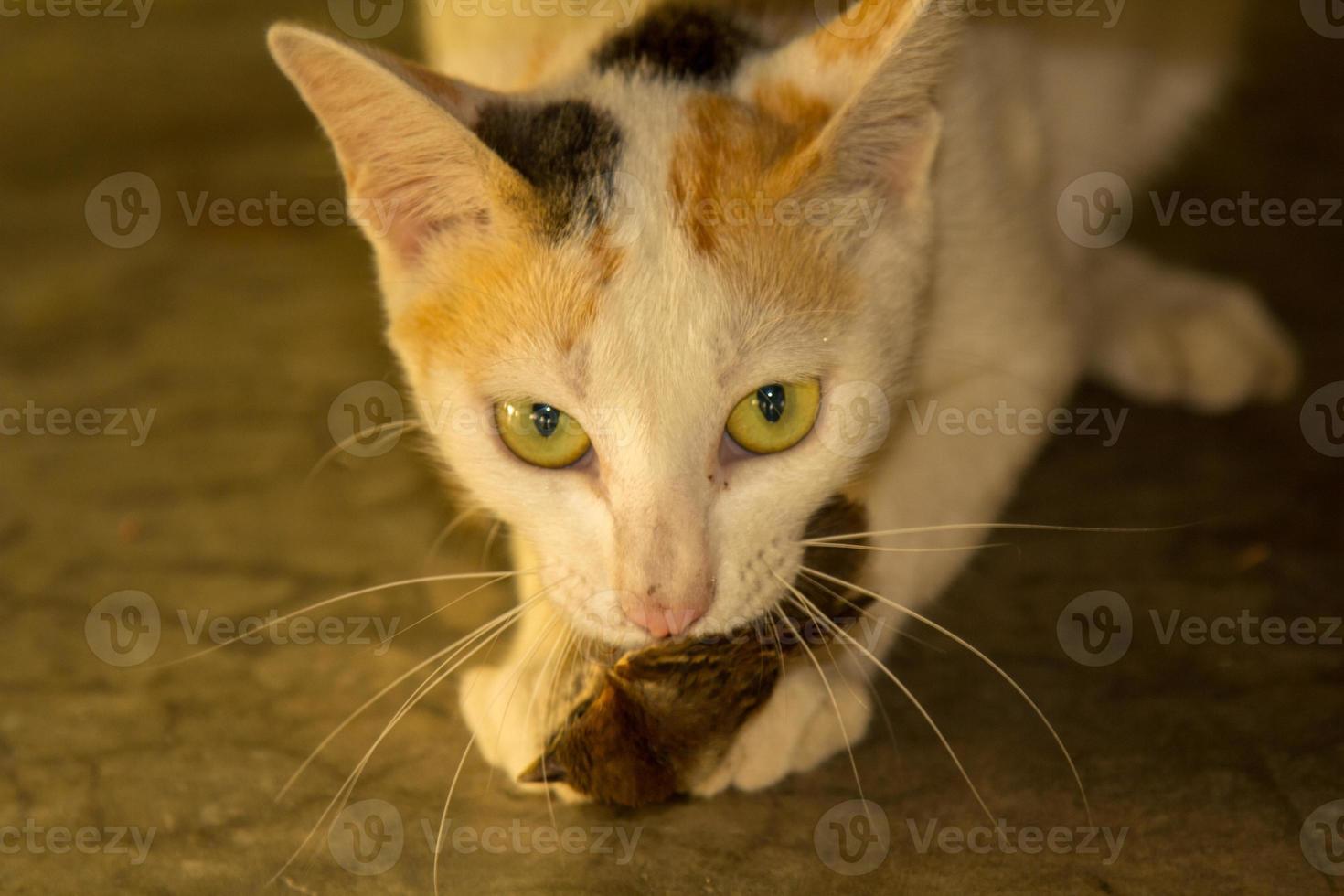 A wild cat is eating sparrows as a predator with sparkling eyes and ready to catch prey whenever it is hungry, being a cruel predator nature for itself. photo