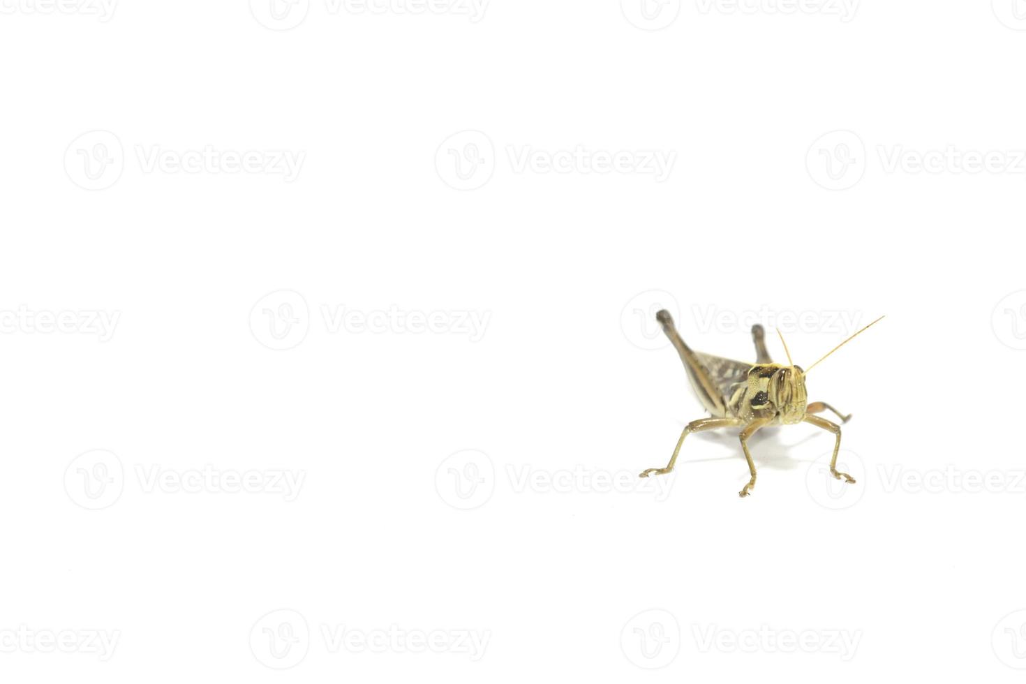 Grasshoppers are hostile poultry, destroying, eating vegetables and gardeners' agricultural produce on a white background. photo