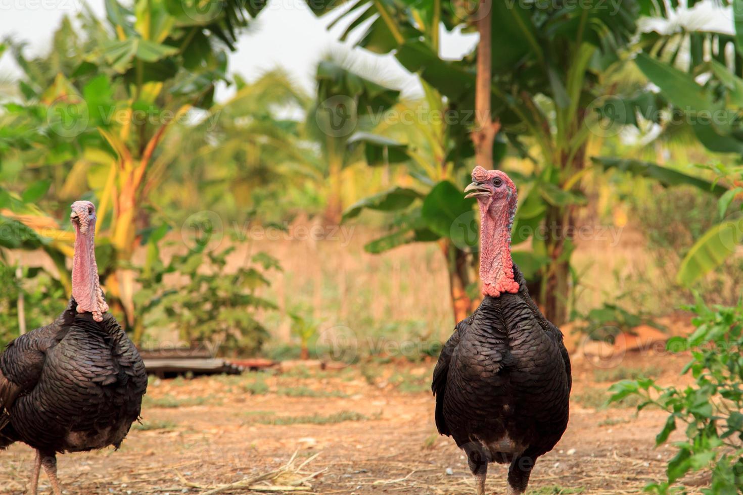 dos pavos buscan comida en el suelo que está habitado por gusanos e insectos. es una imagen preciosa en una zona rural de tailandia foto