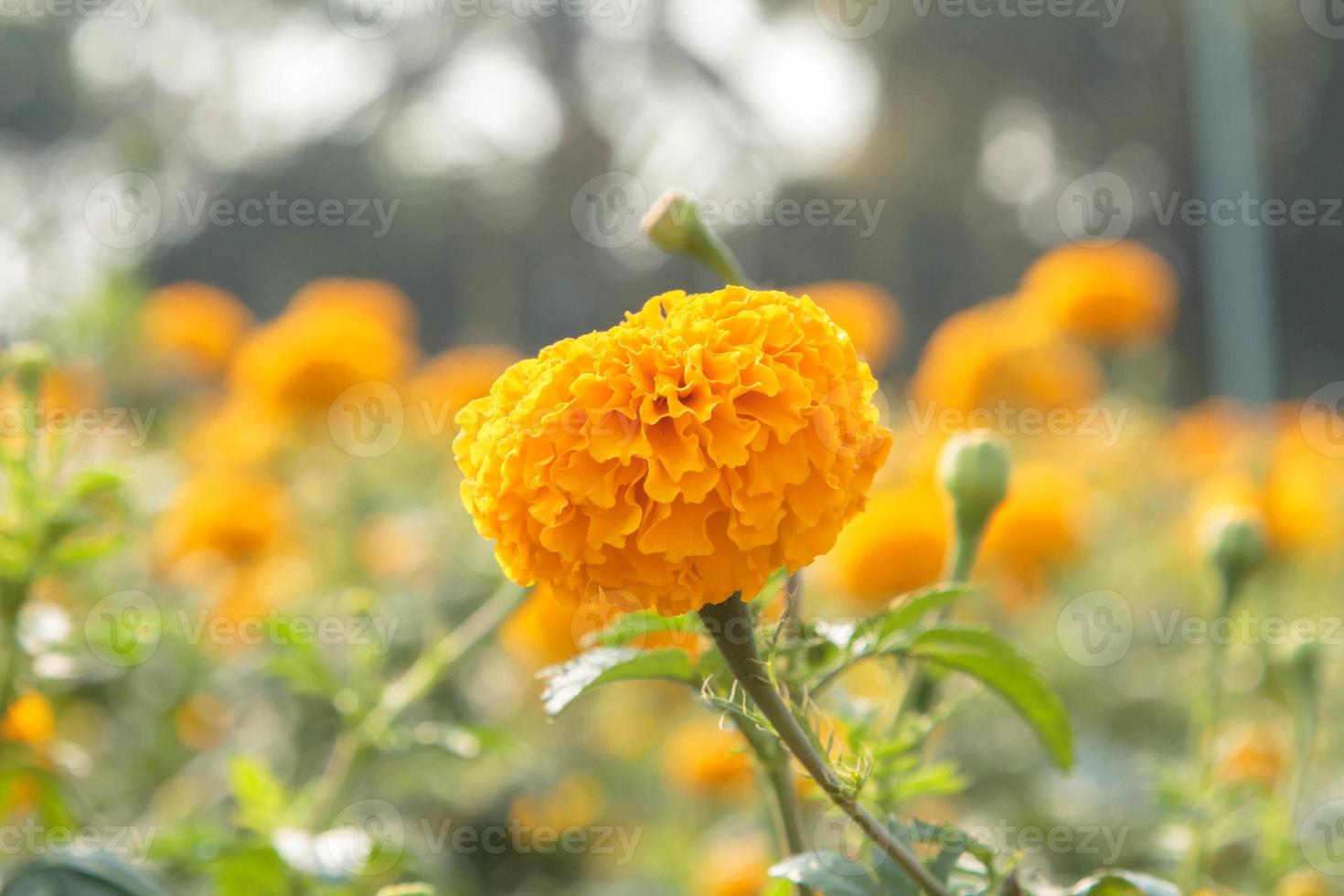 las caléndulas que florecen y florecen en los jardines de los granjeros, cultivadas para la venta y ensartadas en guirnaldas para los monjes, son una tradición asiática en india y tailandia como símbolo de prosperidad. foto