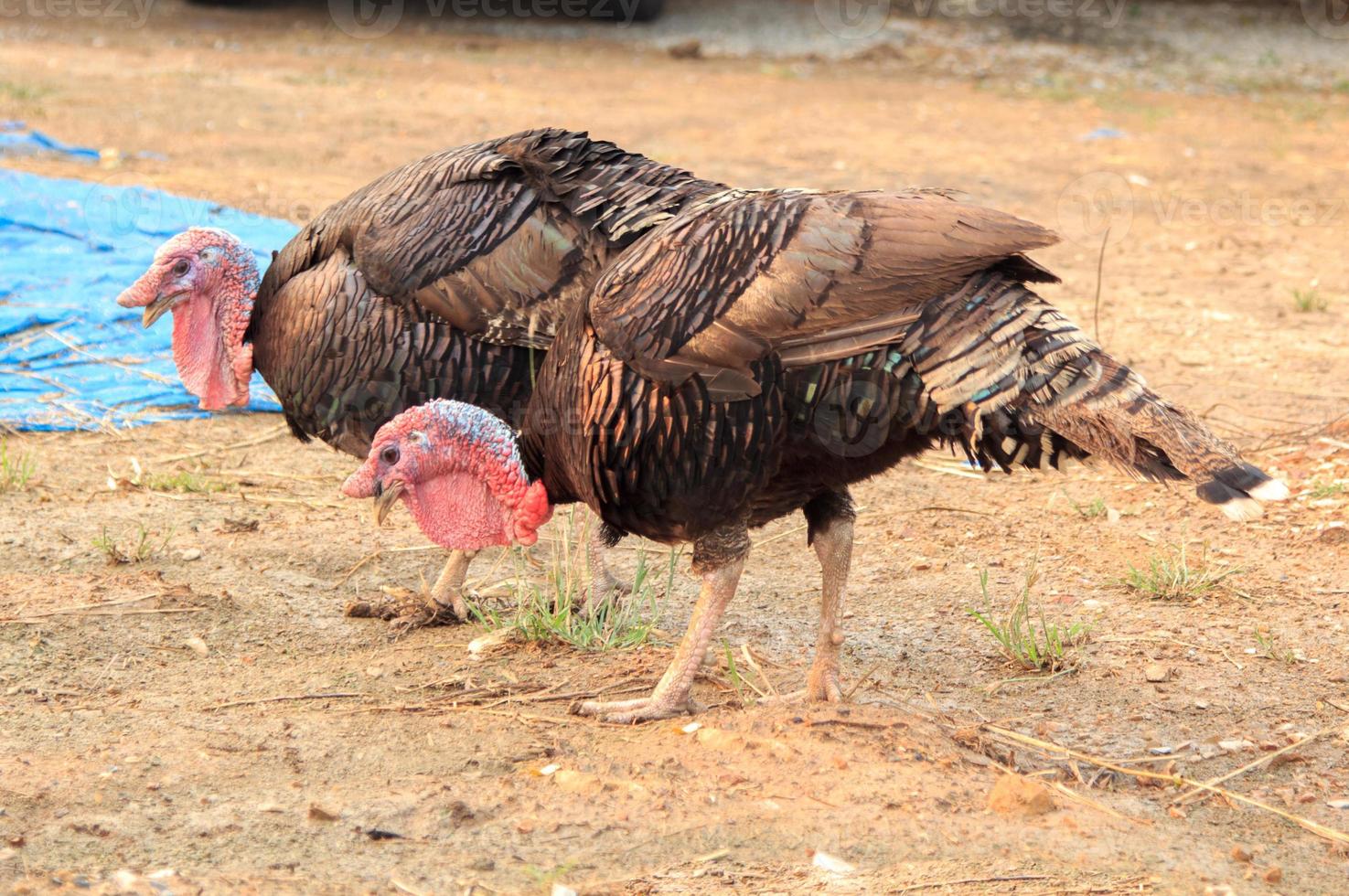 Two turkeys are searching for food on the ground that is inhabited by worms and insects. Is a lovely image in a rural area of Thailand photo