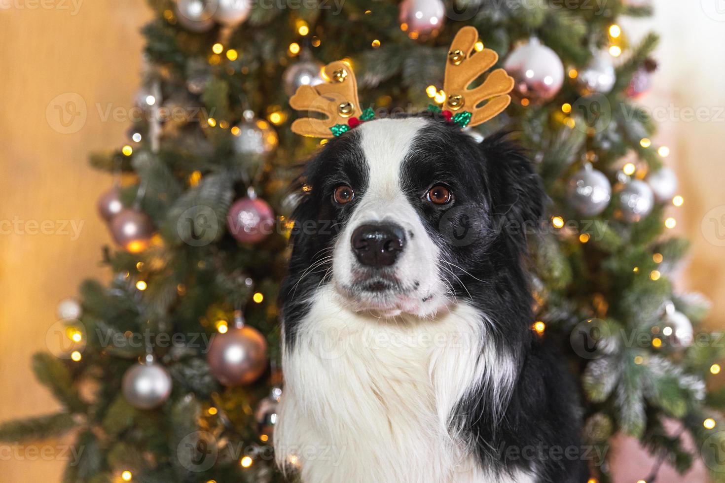 Funny cute puppy dog border collie wearing Christmas costume deer horns hat near christmas tree at home indoors background. Preparation for holiday. Happy Merry Christmas concept. photo