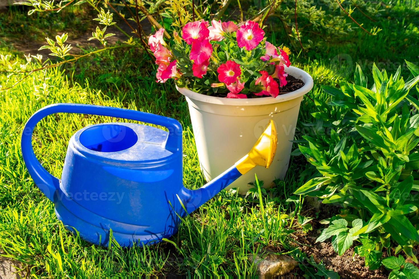 Gardening tools. Blue plastic watering can for irrigation plants placed in garden with flower on flowerbed and flowerpot. Gardening hobby concept. photo