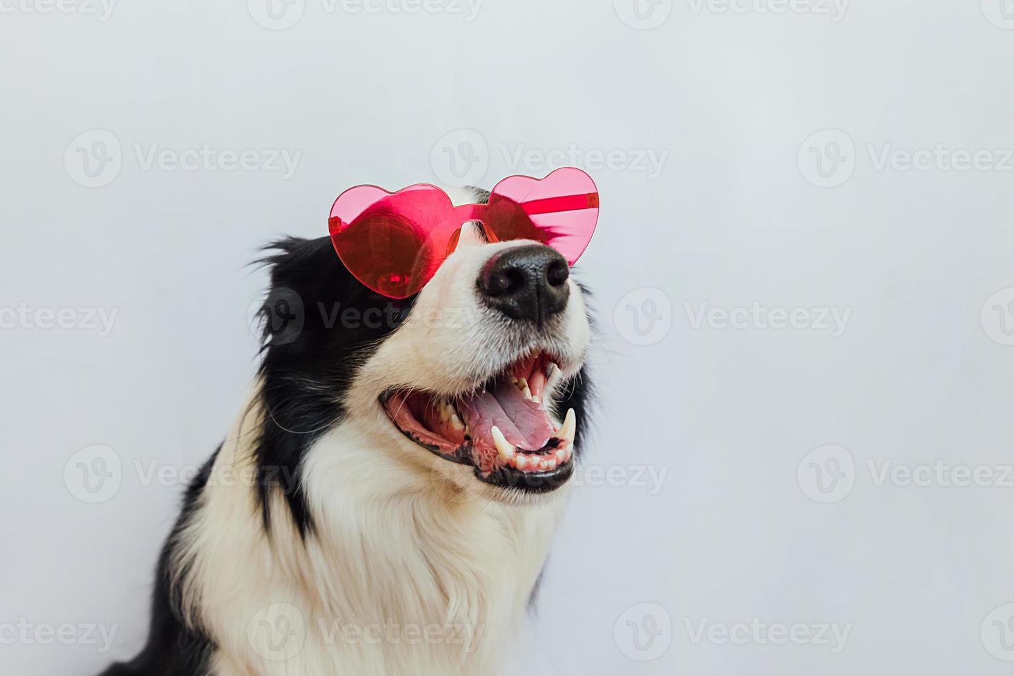 St. Valentine's Day concept. Funny puppy dog border collie in red heart shaped glasses isolated on white background. Lovely dog in love celebrating valentines day. Love lovesick romance postcard photo