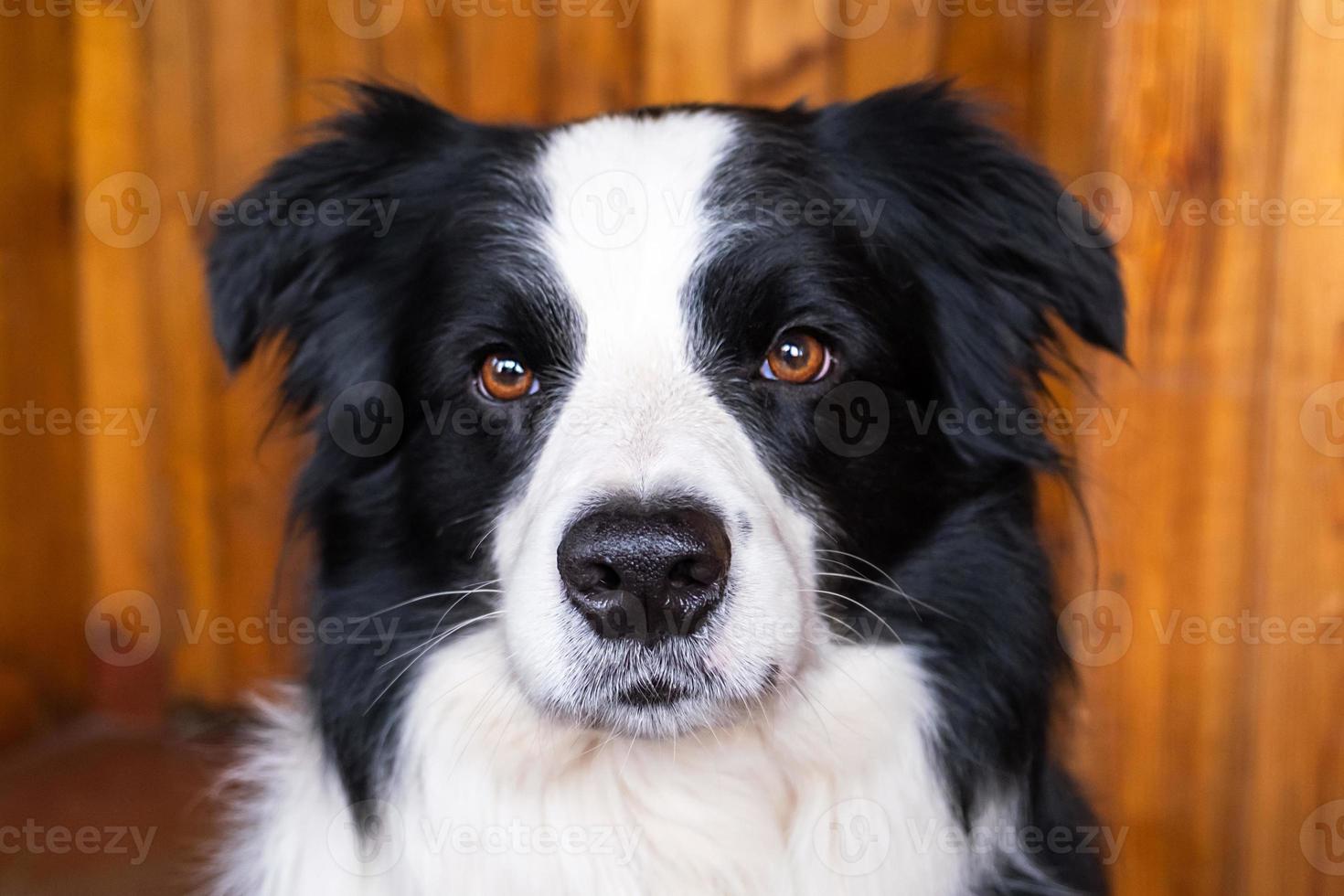 Funny portrait of puppy dog border collie indoors. Cute pet dog resting playing at home. Pet animal life concept. photo