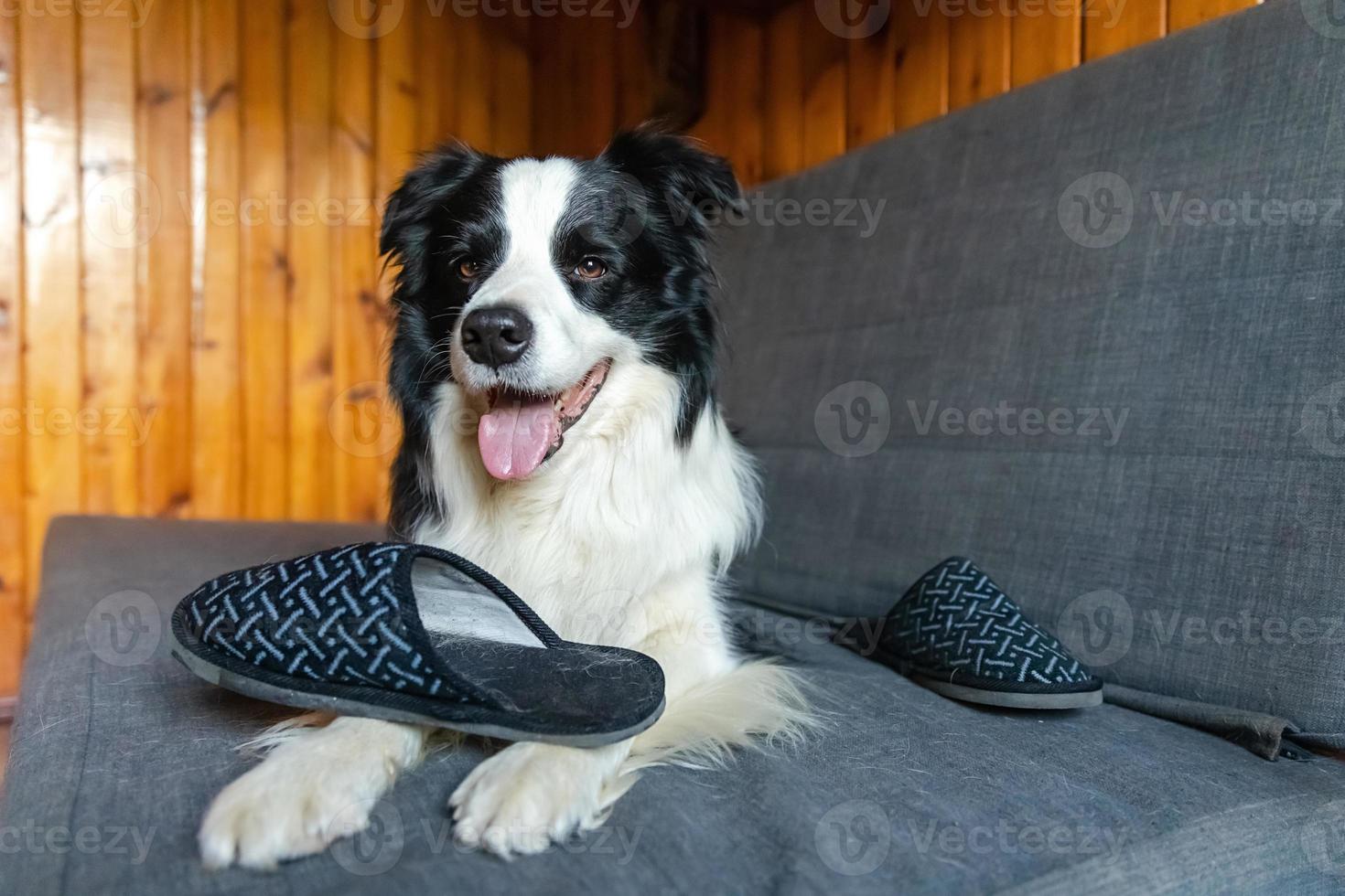 Naughty playful puppy dog border collie after mischief biting slipper lying on couch at home. Guilty dog and destroyed living room. Damage messy home and puppy with funny guilty look. photo