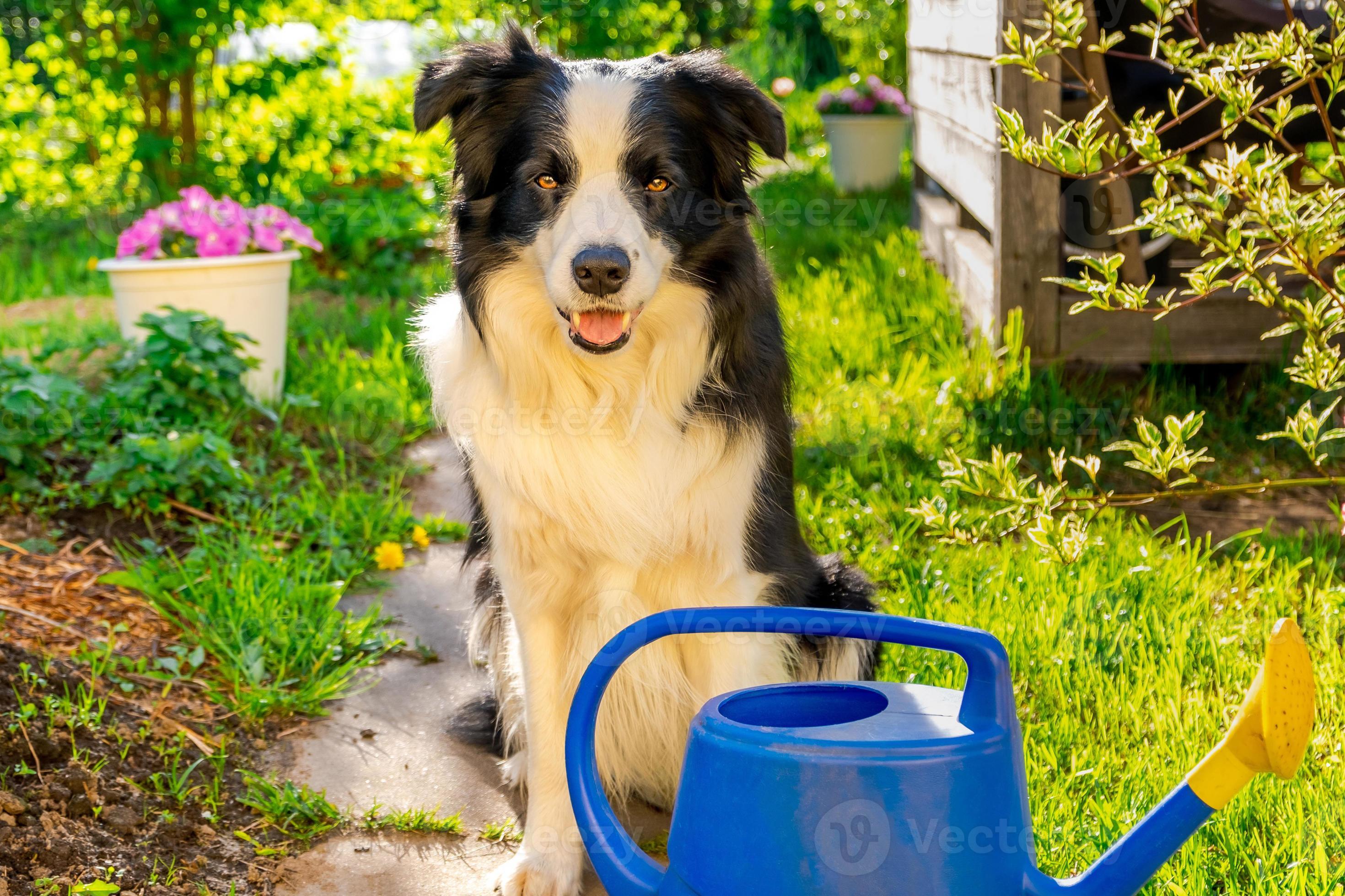 Cute pet dog border collie with watering can sitting in garden outdoor. Funny puppy dog as gardener fetching using watering can for irrigation flowers on flowerbed. Gardening and agriculture concept. 16020885 Stock Cute pet dog border collie with watering can sitting in garden outdoor. Funny puppy dog as gardener fetching using watering can for irrigation flowers on flowerbed. Gardening and agriculture concept. 16020885 Stock