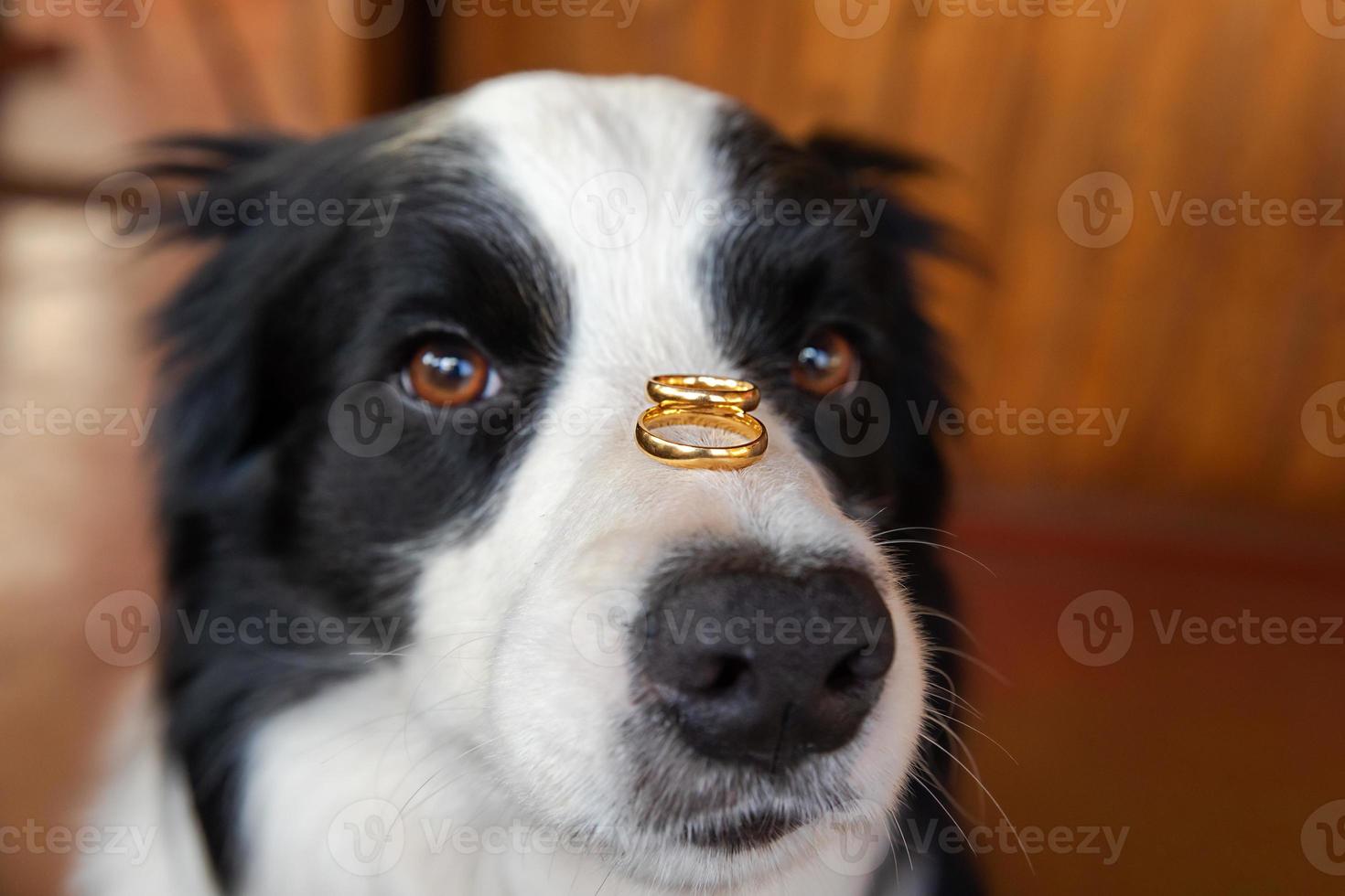 Will you marry me. Funny portrait of cute puppy dog border collie holding two golden wedding rings on nose, close up. Engagement, marriage, proposal concept. photo