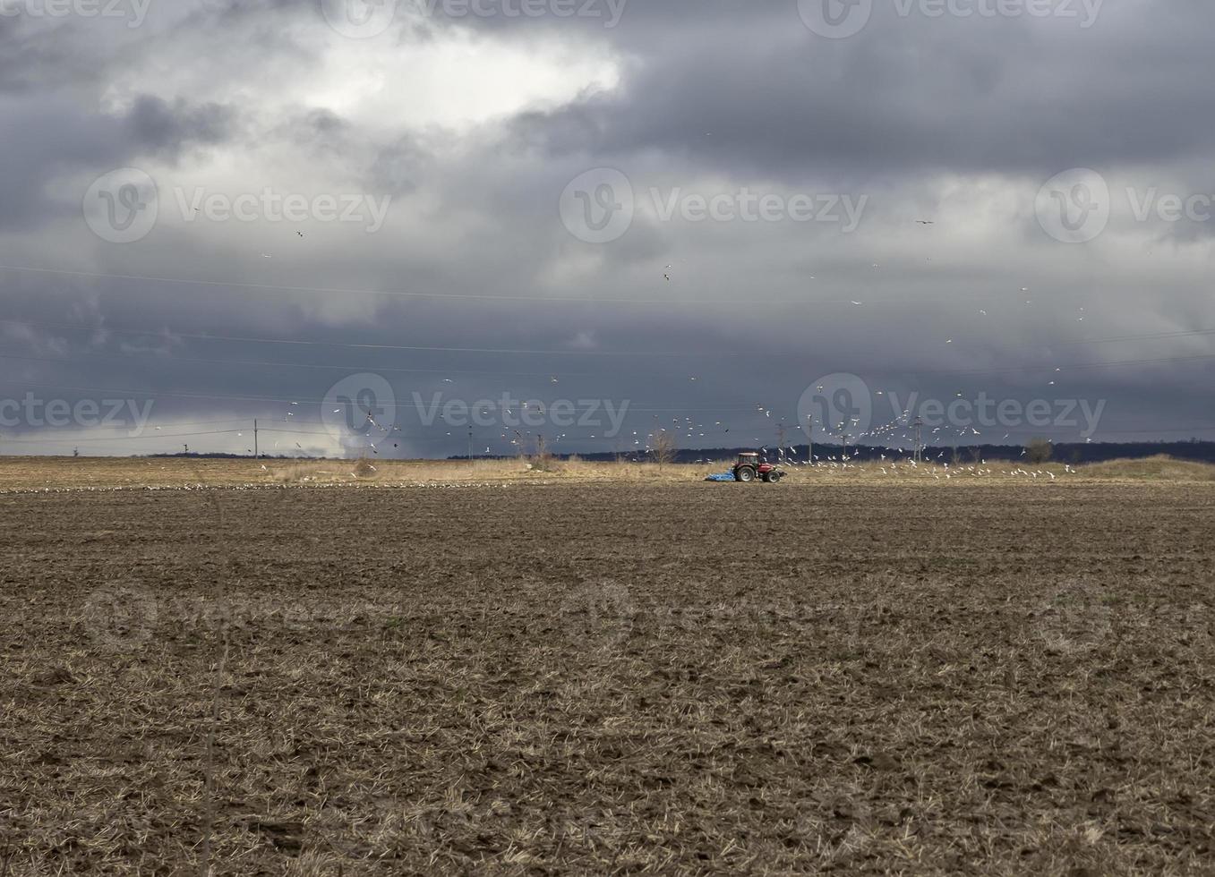 paisaje con tractor agrícola arando un campo en primavera rodeado de gaviotas de alimentación foto