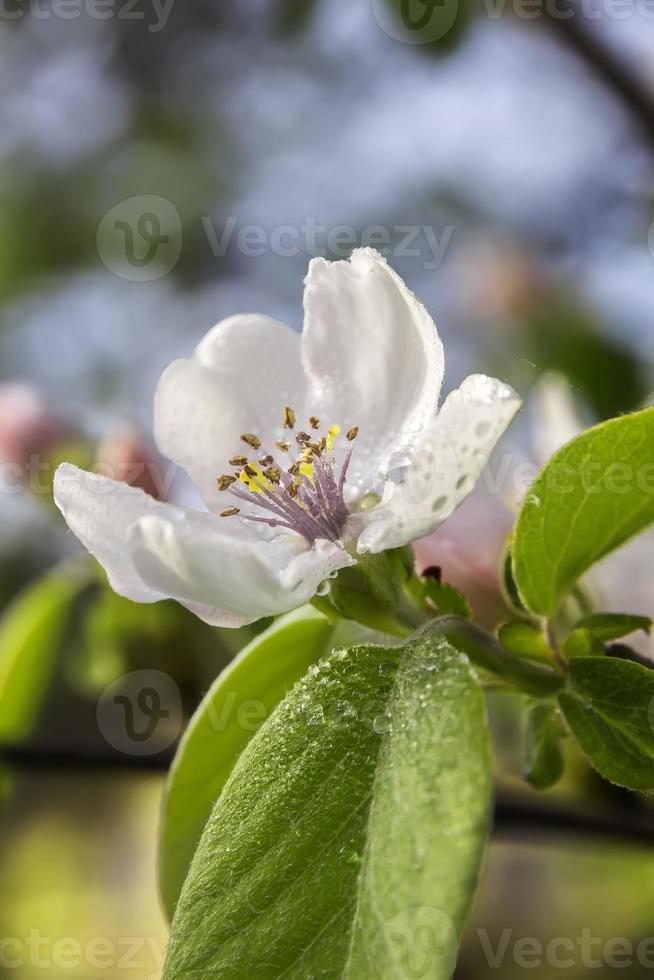 Macro shot of tree blossom covered by dew drops.  Beautiful spring seasonal background. photo