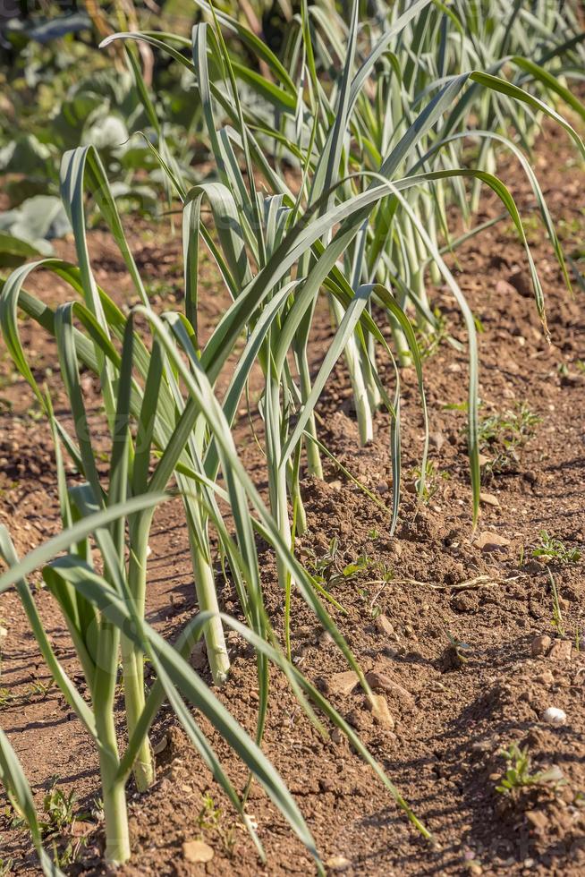 Spring garlic is growing in the vegetable garden. Growing garlic in a plant. Farm vegetable. Small sapling of garlic. photo
