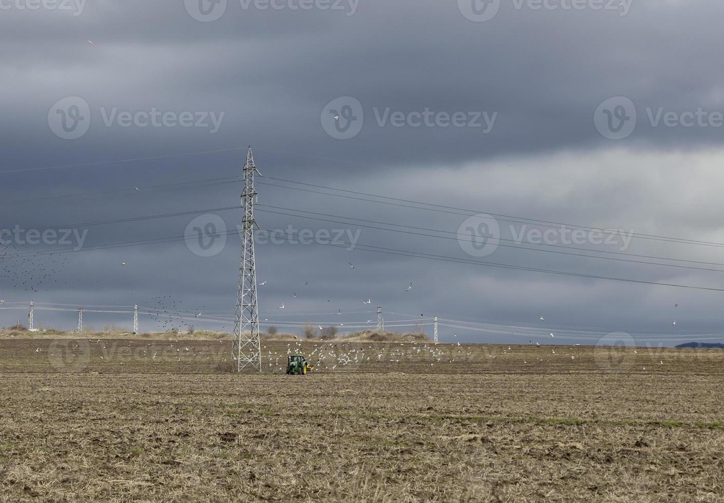 landscape with farm tractor plowing a field in spring followed by feeding gulls photo