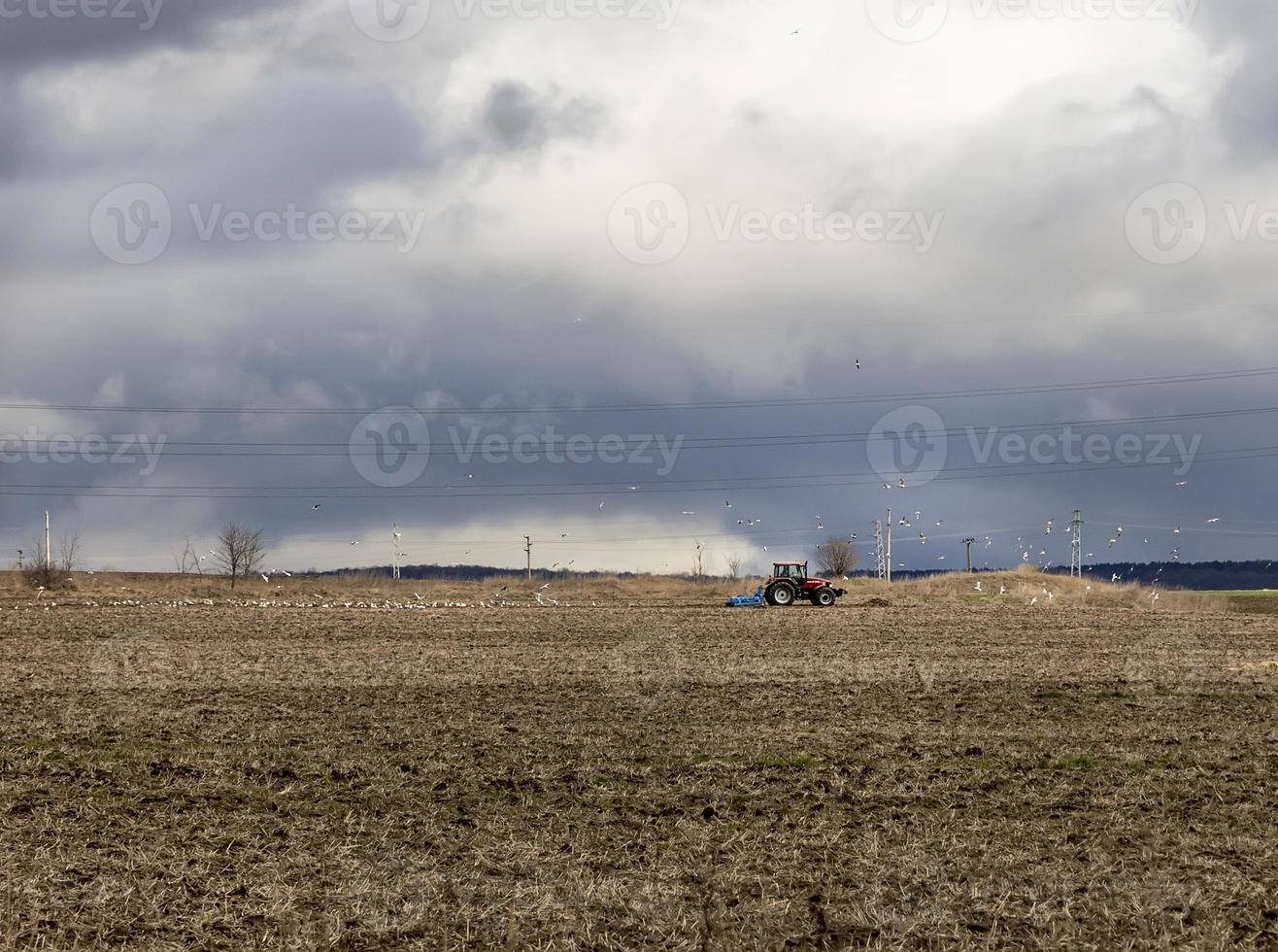 landscape with farm tractor plowing a field in spring surrounded by feeding gulls photo