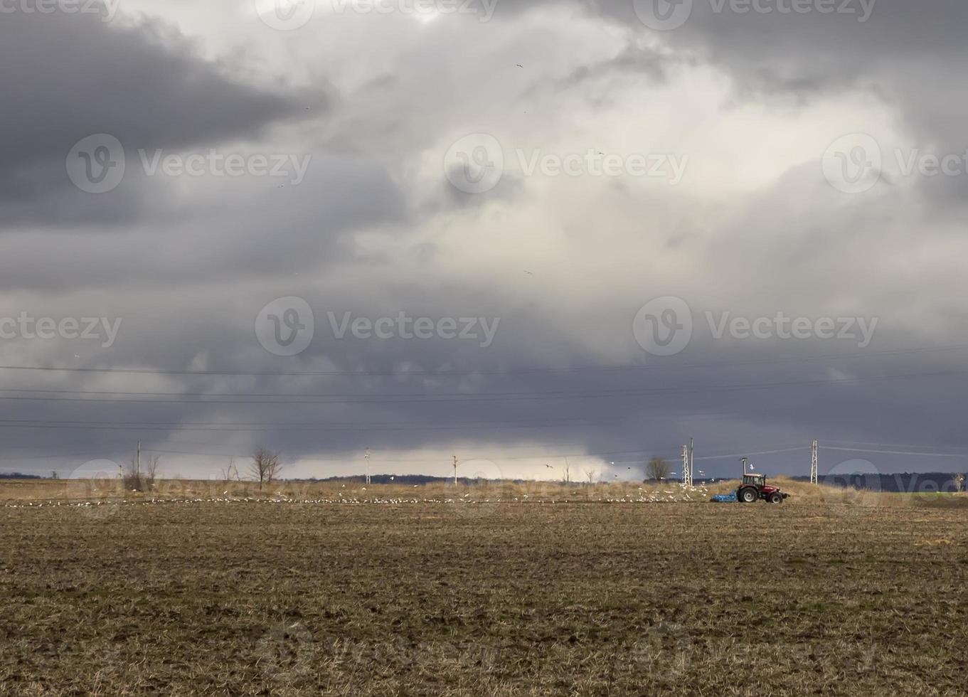 landscape with farm tractor plowing a field in spring followed by feeding gulls photo