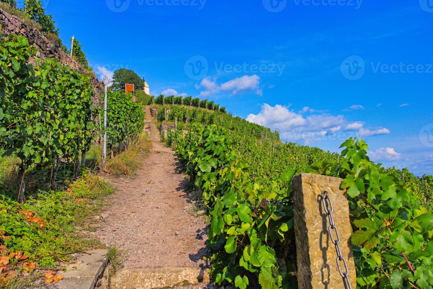 Vineyard in Saxony photo