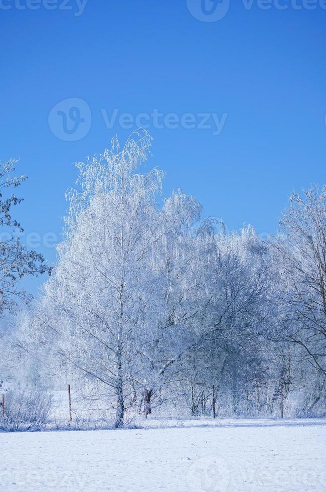 Winter landscape with icy, snowy birch trees on snow-covered field. Frosty landscape photo