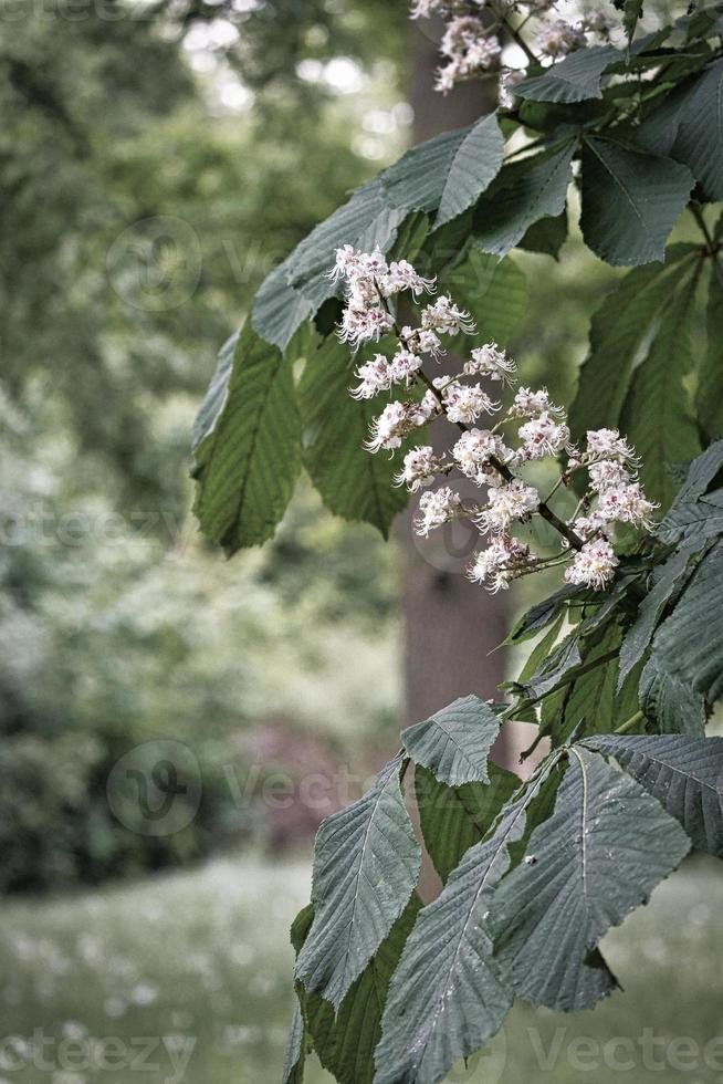 chestnut blossom on the branch of a chestnut tree. White flowers on the dagger photo