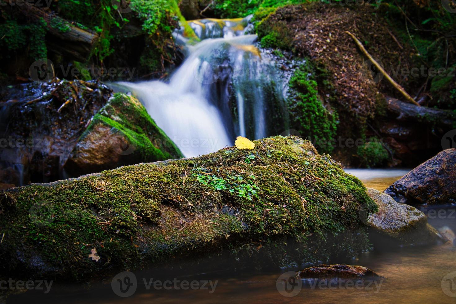 A forest stream captured with a long exposure. photo