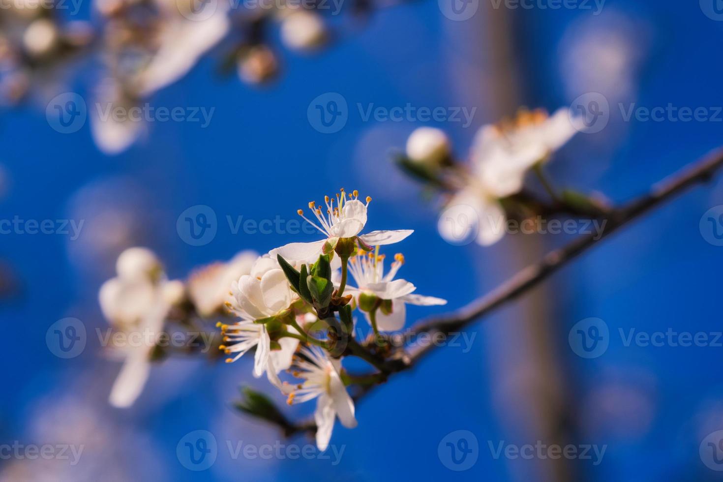 Branch with cherry blossom on fruit tree in garden. Blossom in spring. With bokeh. photo