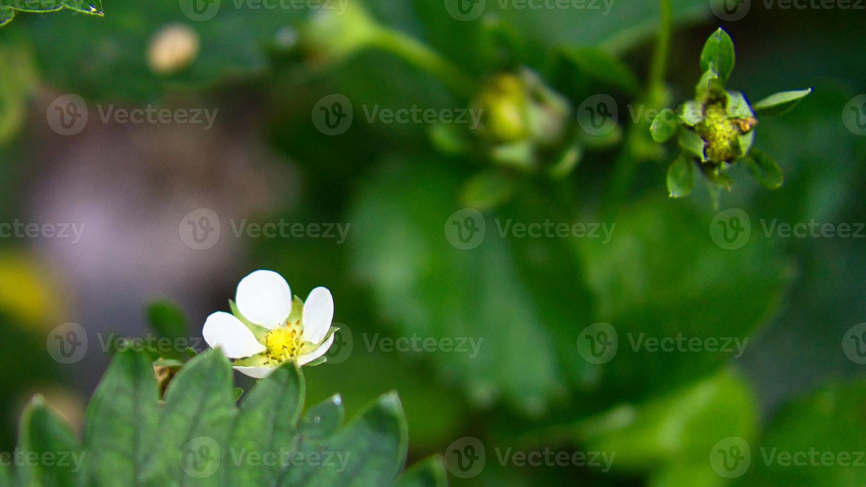 Strawberry plant with white earth flowers in the garden. Fruit not yet ripe photo