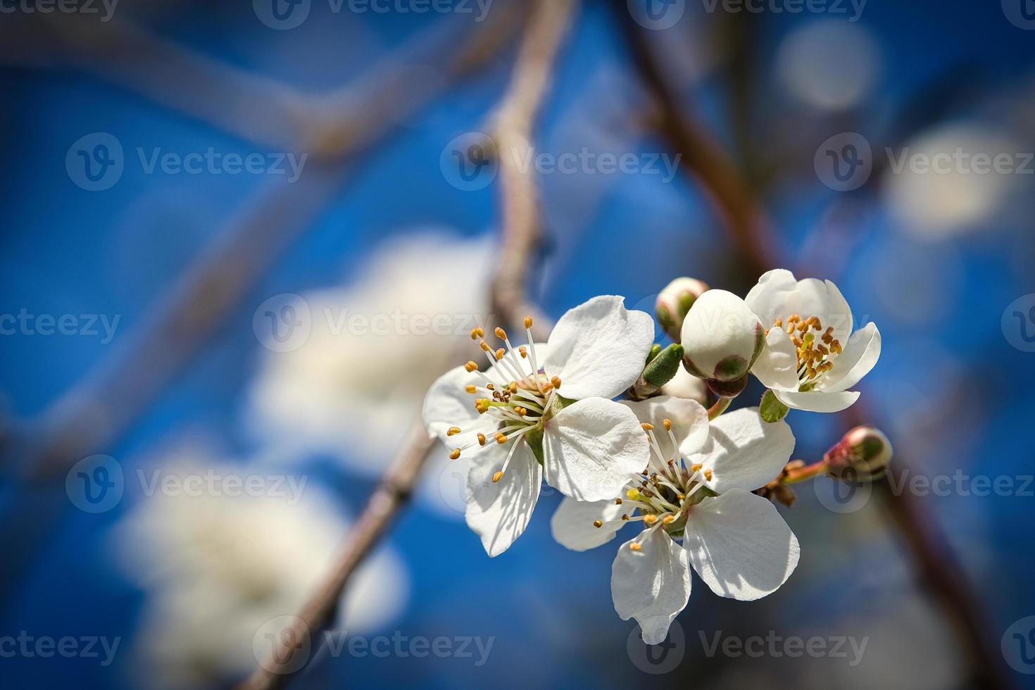 Branch with cherry blossom on fruit tree in garden. Blossom in spring. With bokeh. photo