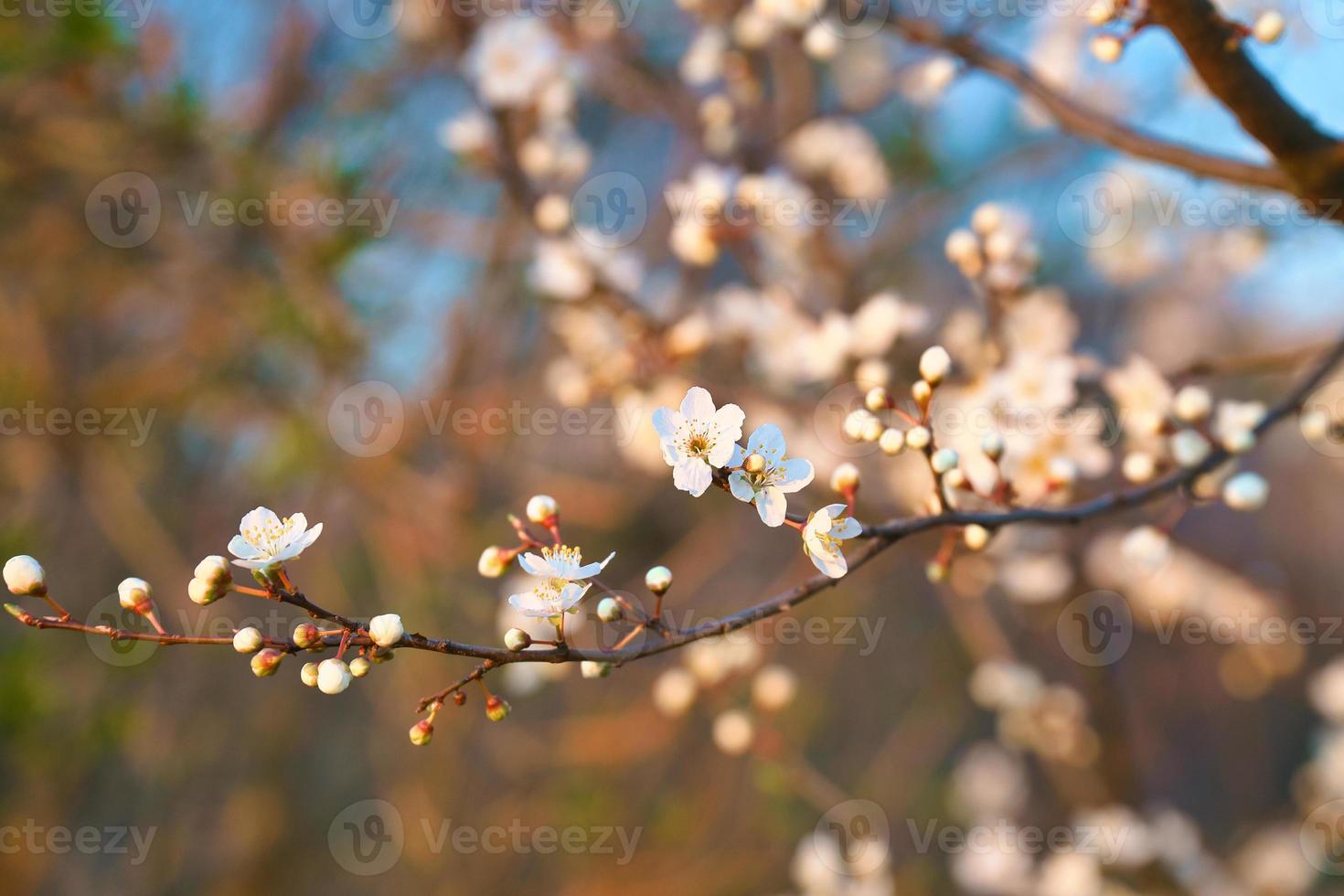 Branch with cherry blossom on fruit tree in garden. Blossom in spring. With bokeh. photo