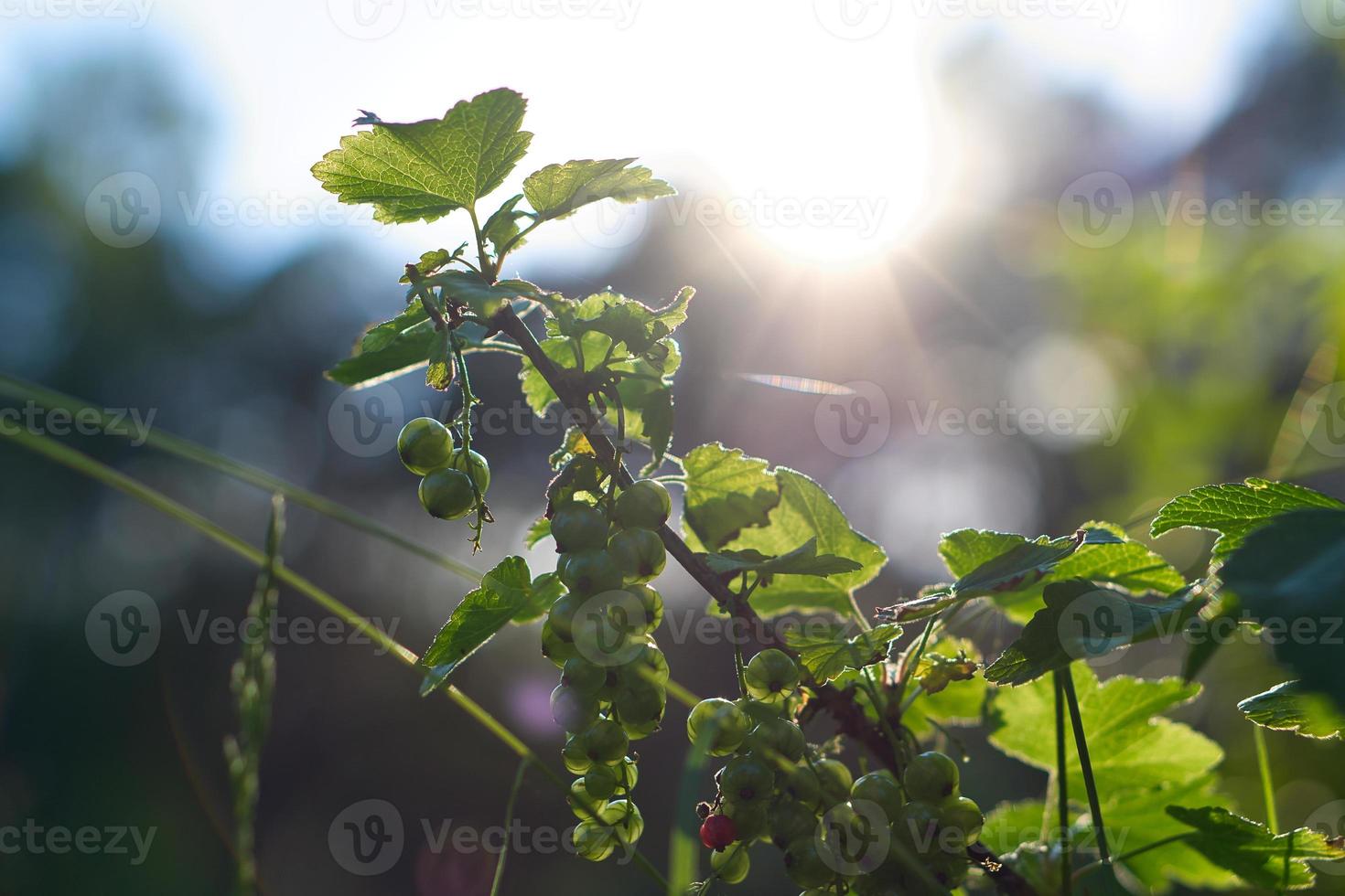 red currants on bush in garden with sunlight in background. Vitamin C rich fruit photo