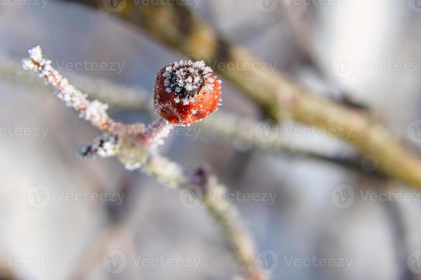 Ice crystals on a rose hip fruit. The result was a texture-rich and bizarre shapes photo