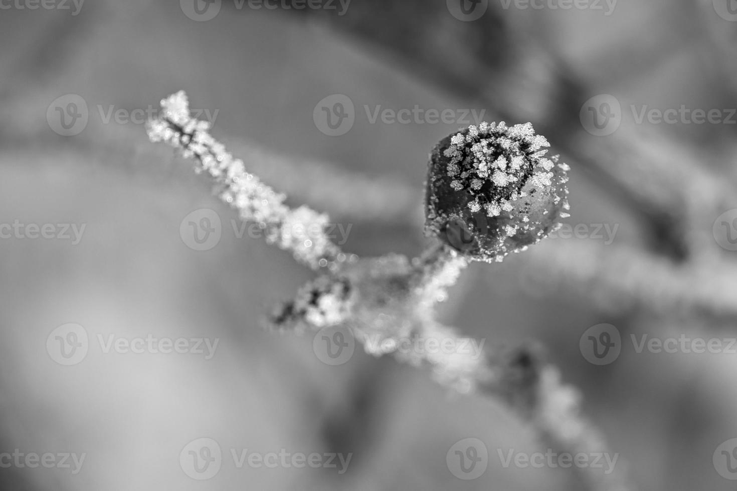 Ice crystals on a rose hip fruit in black and white. It created a textured photo