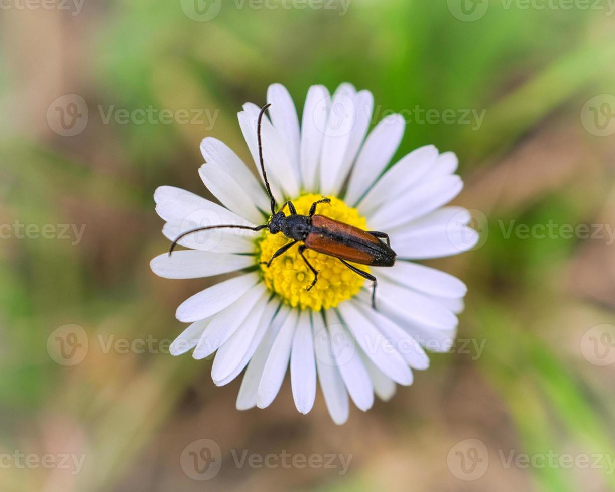 A macro shot of a beetle on a flower. Detailed and beautiful photo