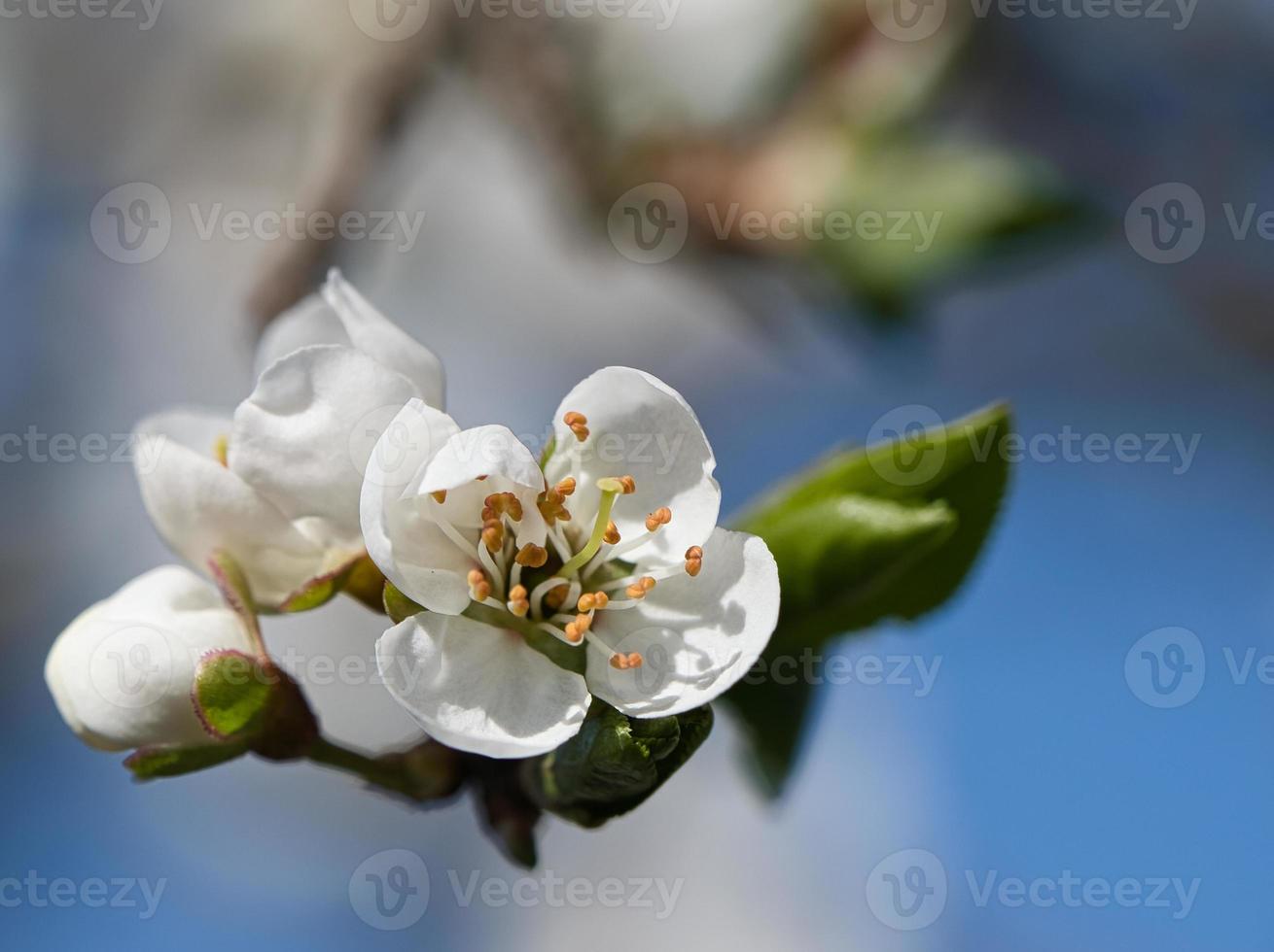 Branch with cherry blossom on fruit tree in garden. Blossom in spring. With bokeh. photo