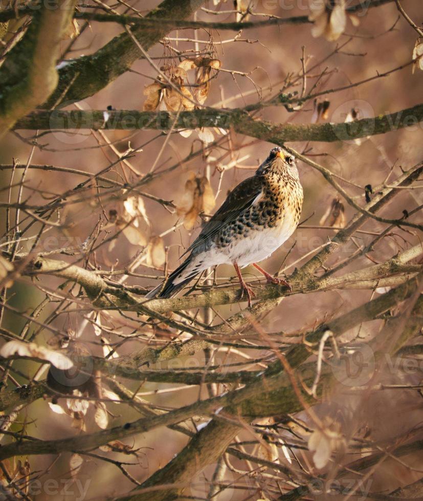 A juniper thrush on a juniper branch in evening light mood with beautiful bokeh photo