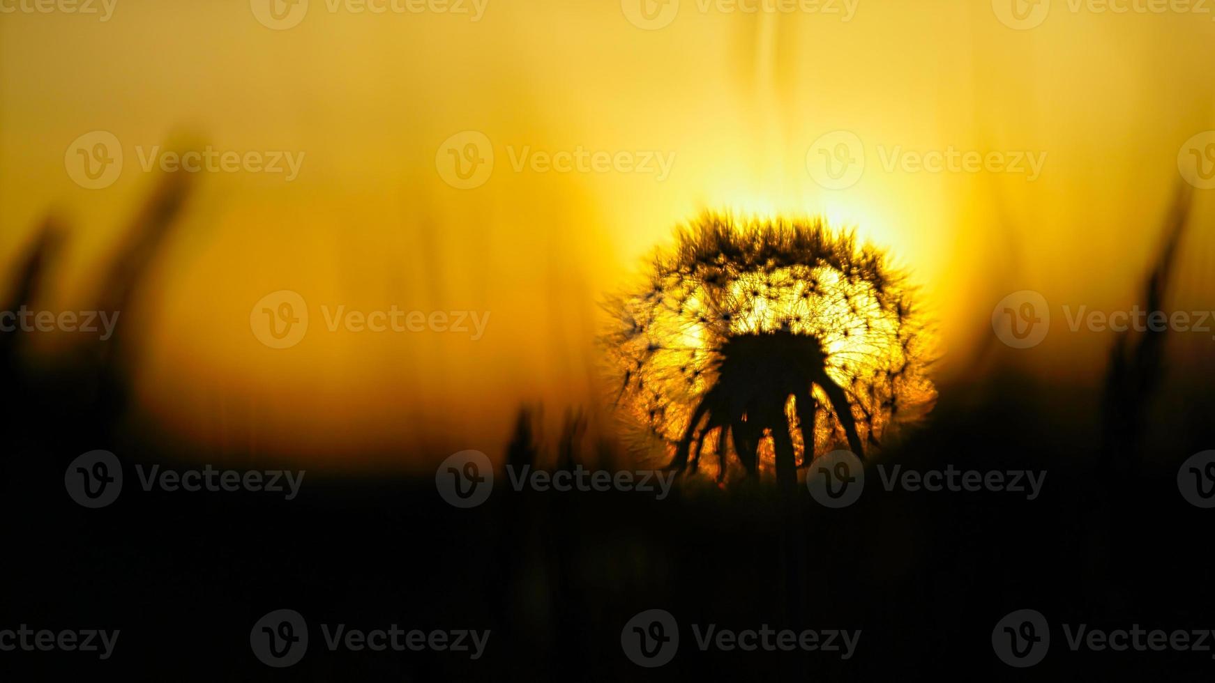 diente de león al atardecer con hermoso bokeh. la luz atraviesa la flor foto