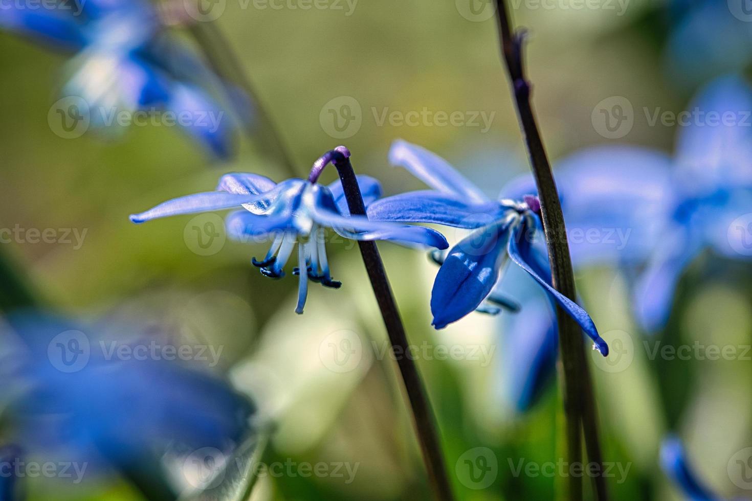 The flower bluestar in a soft light bokeh photo