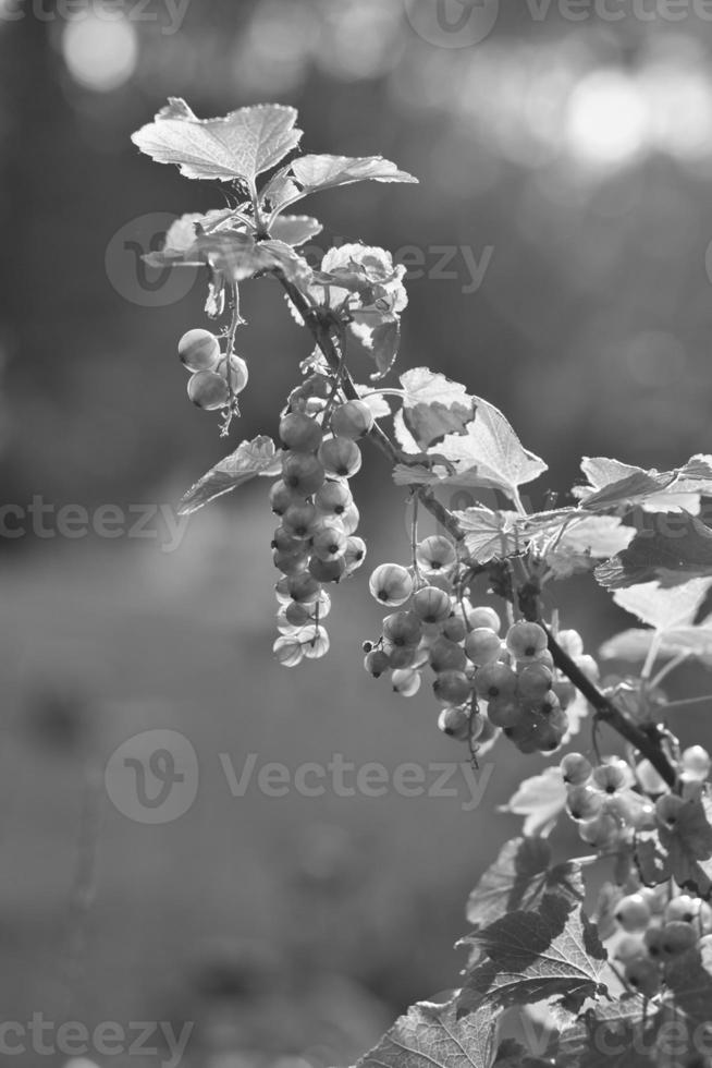 grosellas rojas en el arbusto en blanco y negro en el jardín con fondo de luz solar foto