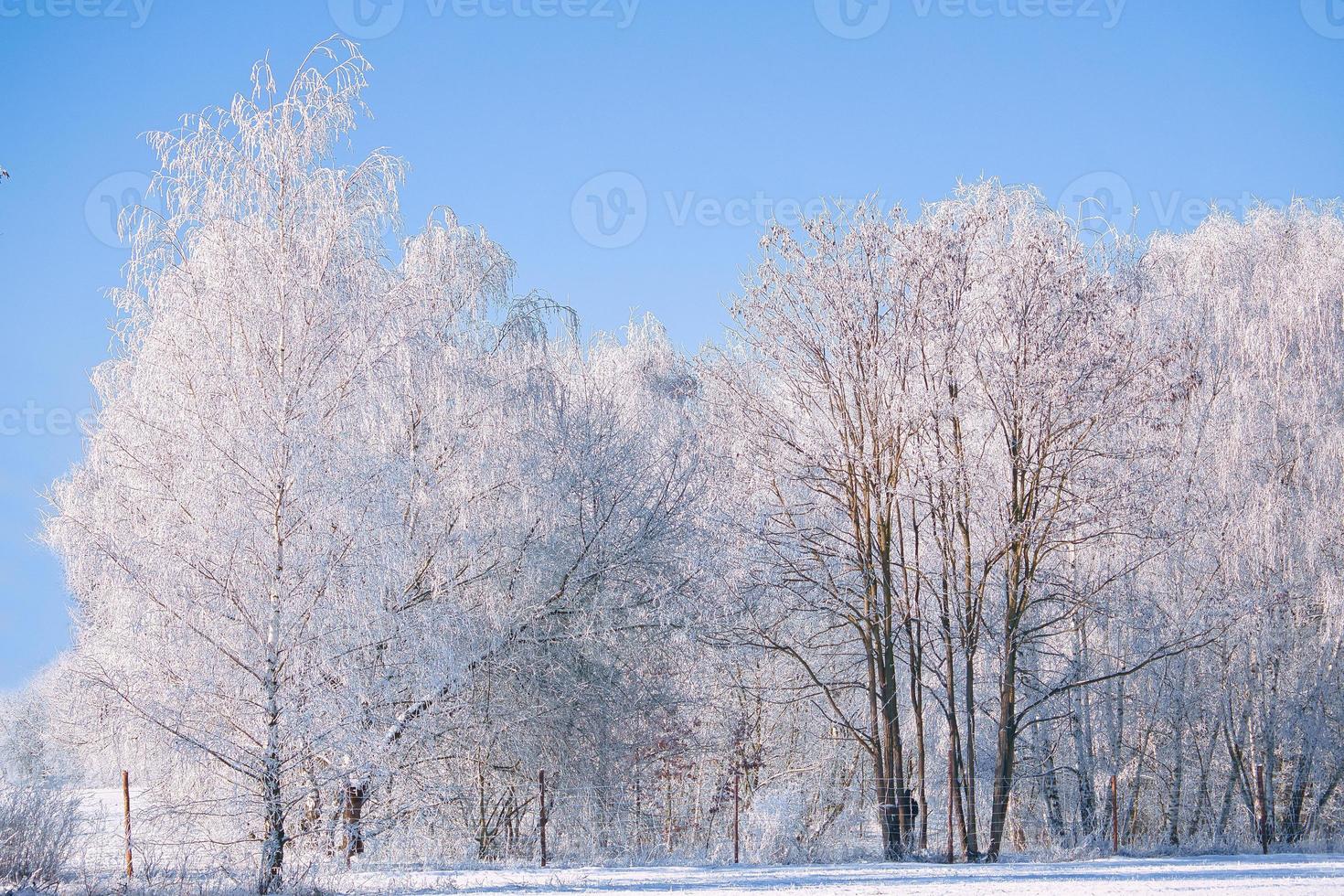 Winter landscape with icy, snowy birch trees on snow-covered field. Frosty landscape photo
