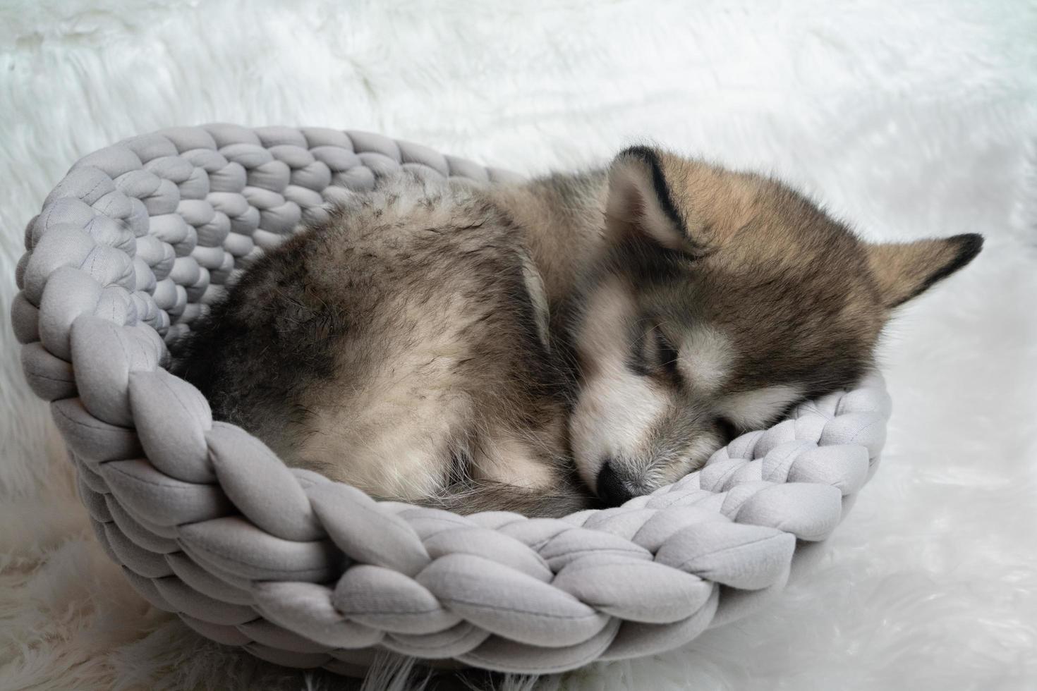 Puppy in a basket sleeping photo