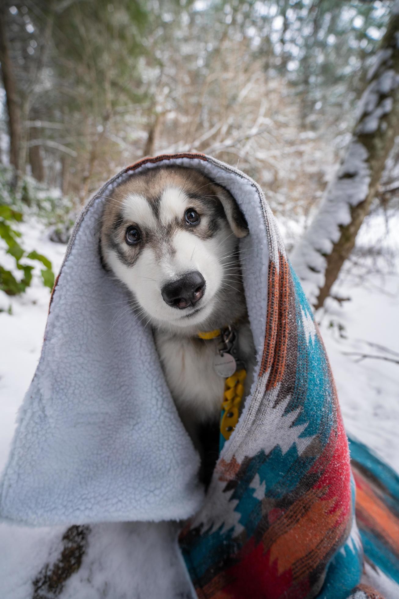 Puppy wrapped in a blanket 16022321 Stock Photo at Vecteezy