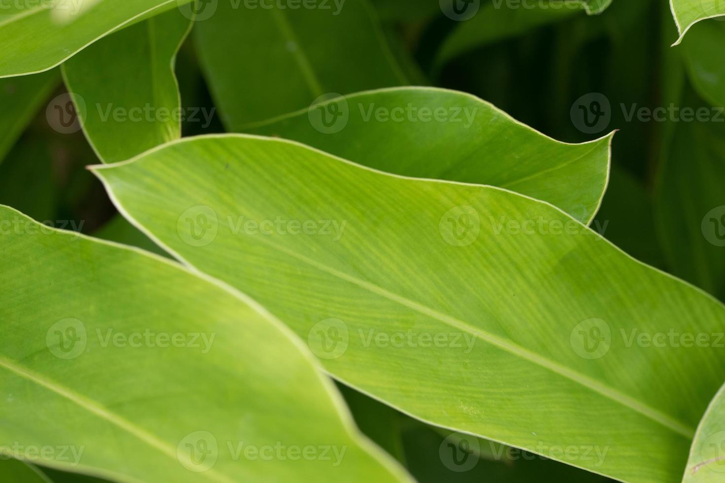 fresh green leaves in the garden photo